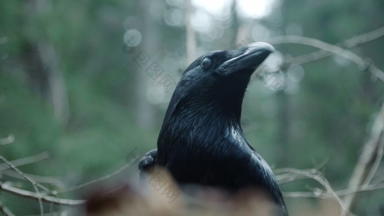 黑色的乌鸦野生自然野生动物自然栖息地有羽毛的居民